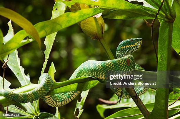 waglers pit viper (tropidolaemus wagleri) resting on branch. - gunung mulu national park stock pictures, royalty-free photos & images