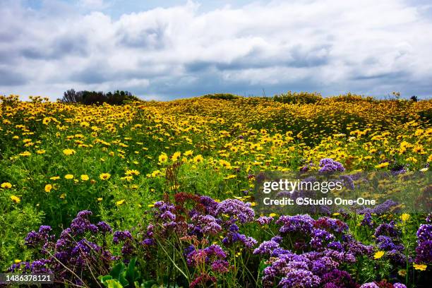 flower field - carlsbad california stock pictures, royalty-free photos & images