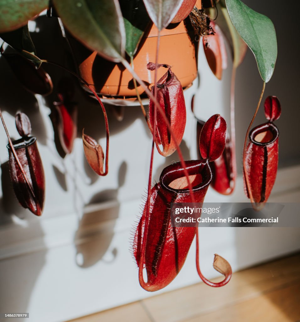 Extreme close-up of a healthy Nepenthes plant