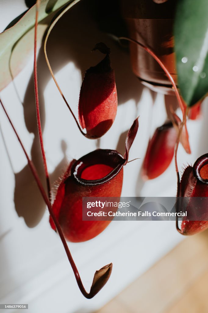 Extreme close-up of a healthy Nepenthes plant