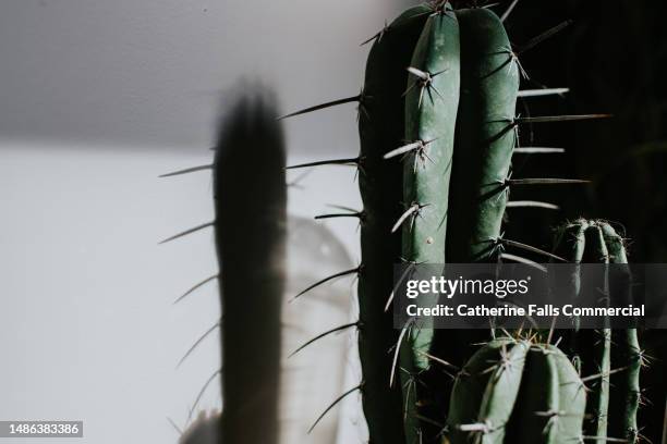 close-up of a cactus plant - tubularia stock pictures, royalty-free photos & images