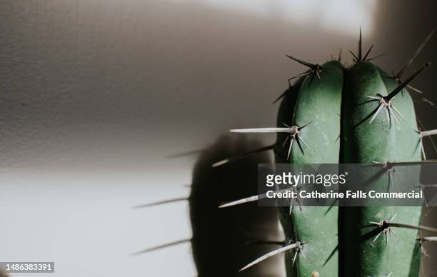 close-up of a cactus plant - tubularia stock pictures, royalty-free photos & images