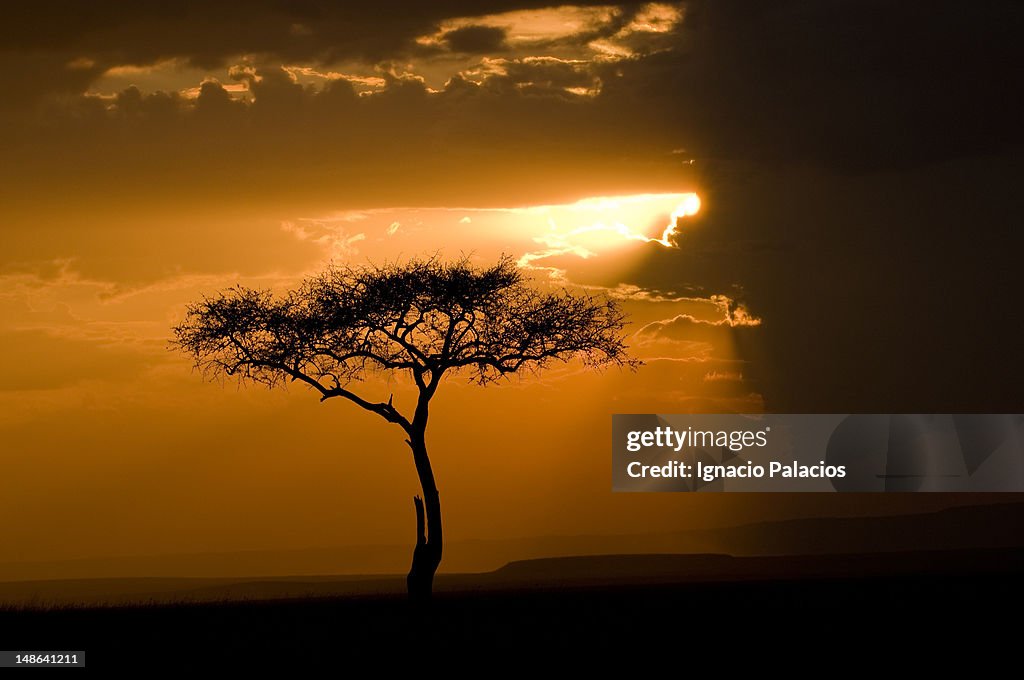 Sunset and acacia tree in the Masai Mara reserve.
