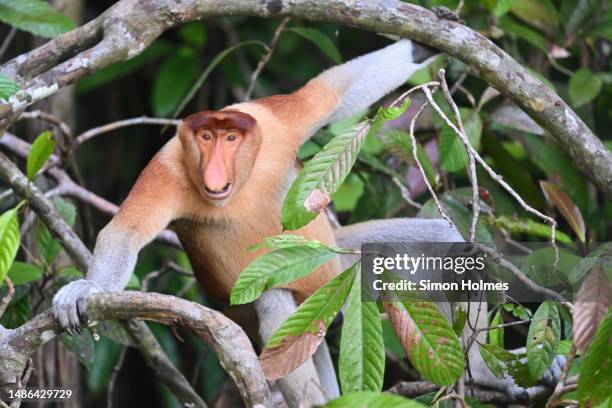 male proboscis monkey screams - leaf monkey stockfoto's en -beelden