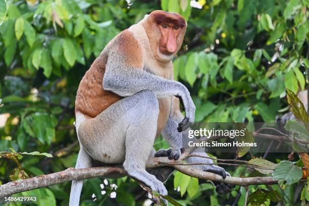 male proboscis monkey - macaco antropoide imagens e fotografias de stock