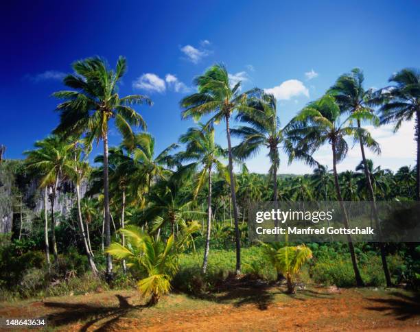 paml trees on the tropical island of mangaia. - mangaia stock pictures, royalty-free photos & images