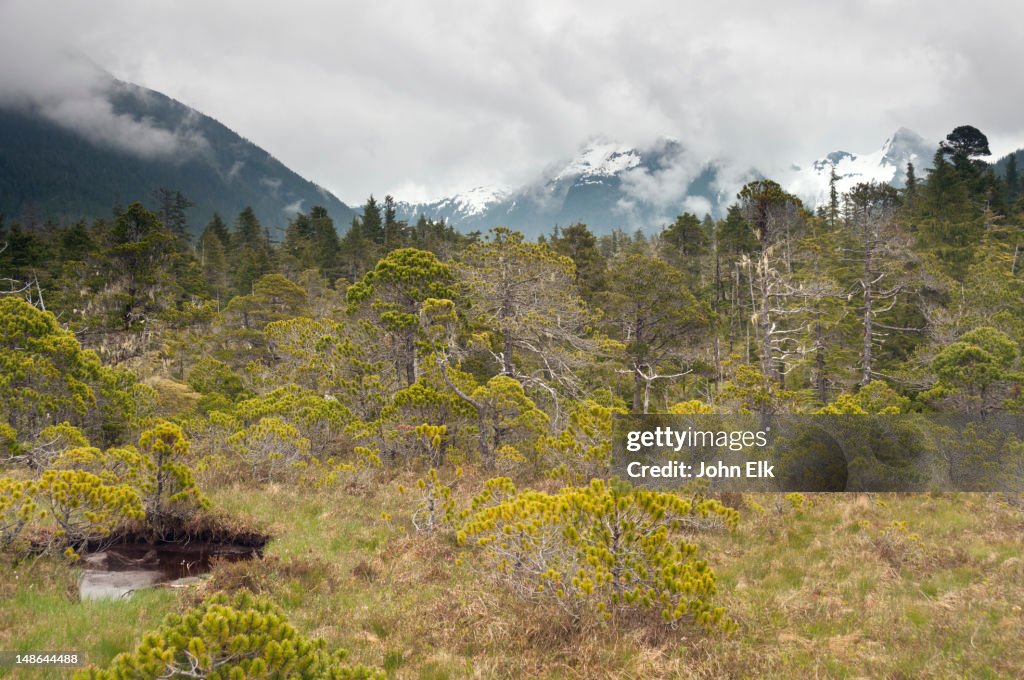 Muskeg landscape.