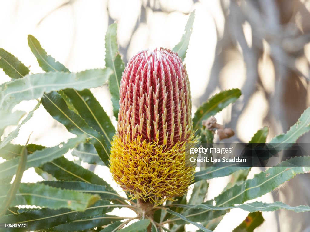 Banksia flower - stage 2