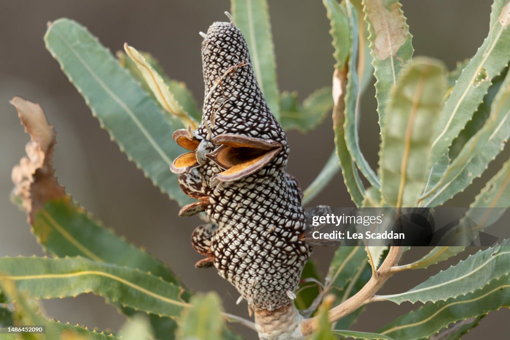 Banksia nut- stage 4