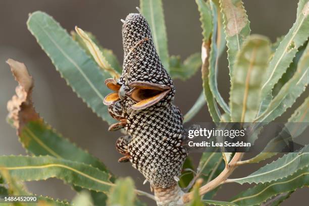 banksia nut- stage 4 - australian native flowers stock pictures, royalty-free photos & images