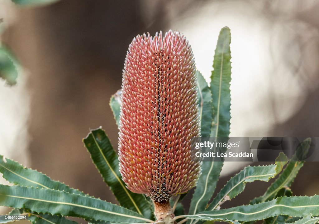 Banksia flower - stage 1