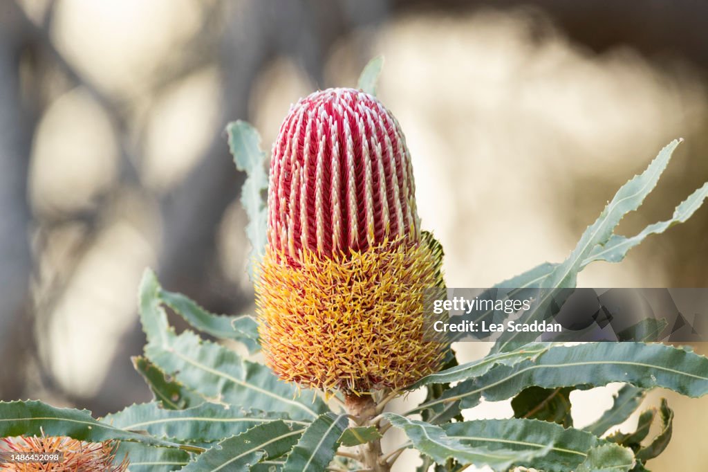 Banksia flower - stage 2