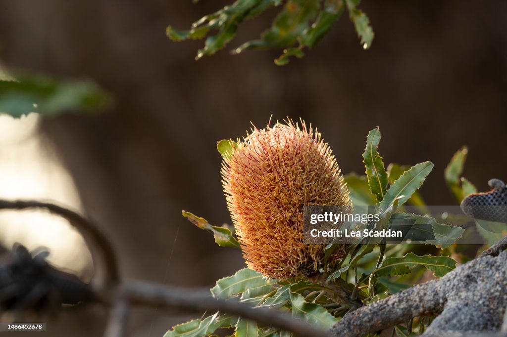 Banksia flower - stage 3