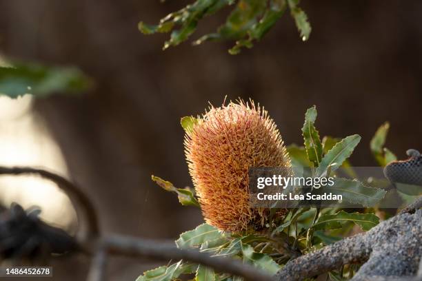 banksia flower - stage 3 - banksia stock pictures, royalty-free photos & images