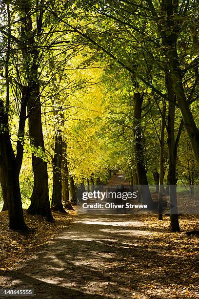 autumnã¡leaves in hampstead heath. - hampstead heath - fotografias e filmes do acervo
