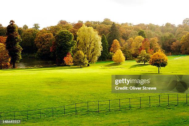 autumnã¡colours on hampstead heath. - hampstead heath - fotografias e filmes do acervo
