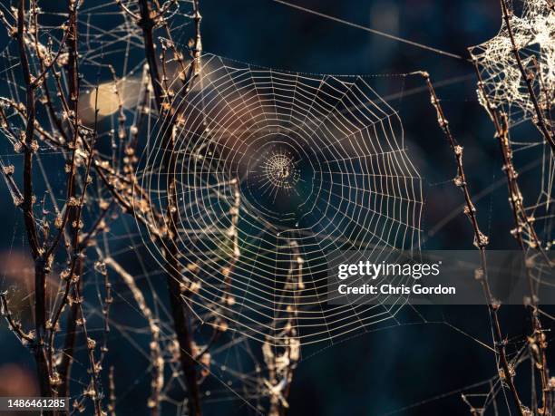 39 Lace Web Spider Stock Photos, High-Res Pictures, and Images