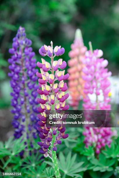 lupin flower in spring - lupine flower stock pictures, royalty-free photos & images