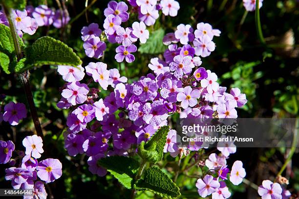 primrose rock jasmine in bhyundar valley. - valley of flowers uttarakhand foto e immagini stock