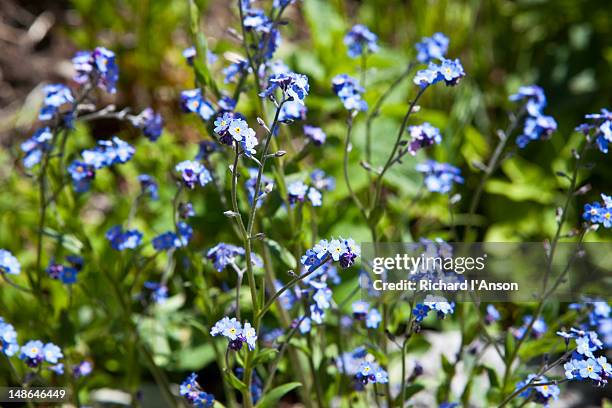 alpine forget-me-not in bhyundar valley. - valley of flowers stock pictures, royalty-free photos & images