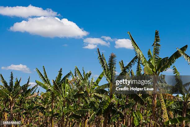 banana plantation. - bananenstaude stock-fotos und bilder