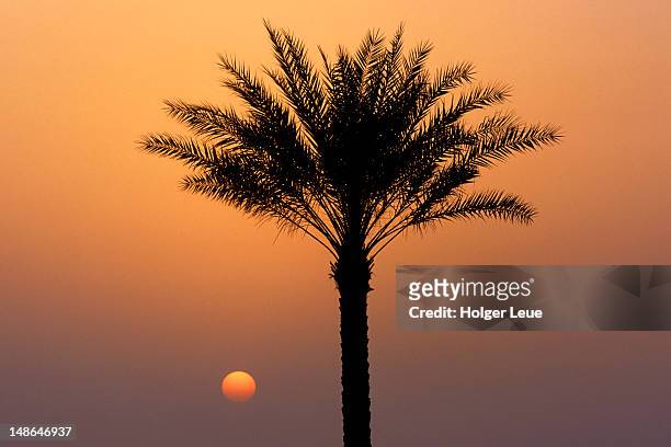 date palm at sunset. - the palm dubai stock-fotos und bilder
