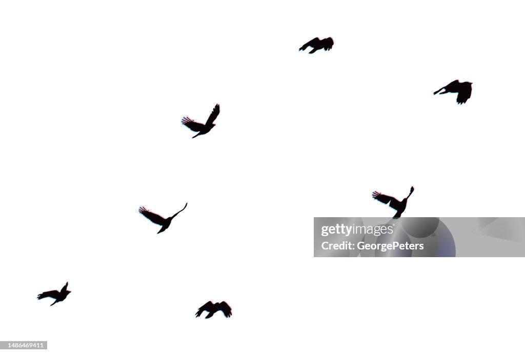 Stormo di corvi in volo con la tecnica Glitch