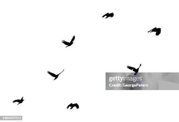 Flying Crow Pattern 864 Crows Pattern Stock Photos, High-Res Pictures, and Images - Getty ...