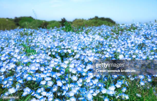 nemophila flowers field - nemophila stock pictures, royalty-free photos & images