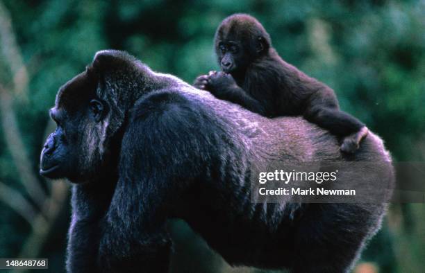 west lowland gorilla with a baby on its back. - baby monkey stock pictures, royalty-free photos & images