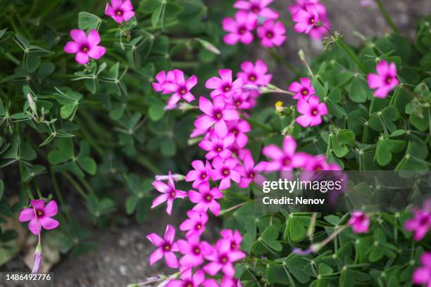 image of oxalis articulata - sauerampfer stock-fotos und bilder