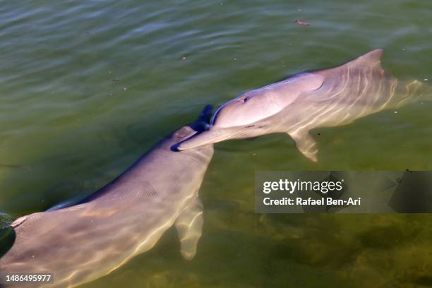 female australian humpback dolphin with one cub - chinesischer weißer delfin stock-fotos und bilder