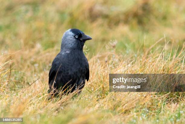 jackdaw, cornwall, england - jackdaw stock pictures, royalty-free photos & images