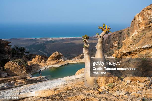 dragon tree on socotra island in yemen - dragon blood tree stock pictures, royalty-free photos & images