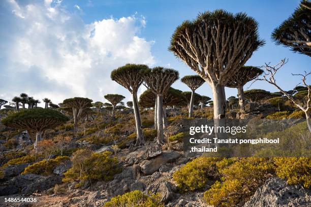 dragon tree on socotra island in yemen - dracaena draco stock pictures, royalty-free photos & images