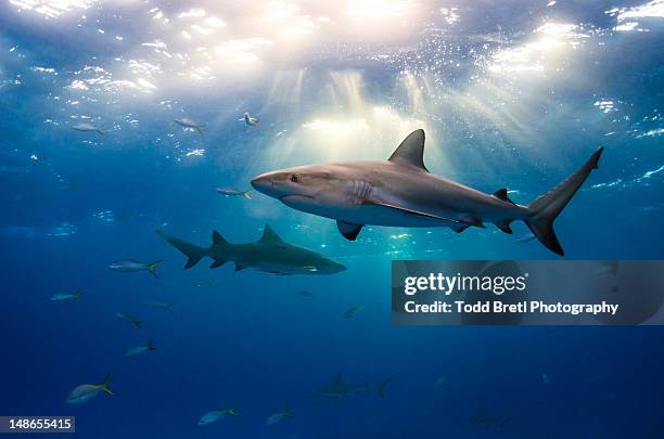 caribbean reef sharks and sun rays - hai stock-fotos und bilder
