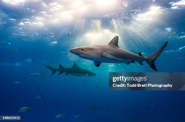 caribbean reef sharks and sun rays - shark underwater stock pictures, royalty-free photos & images