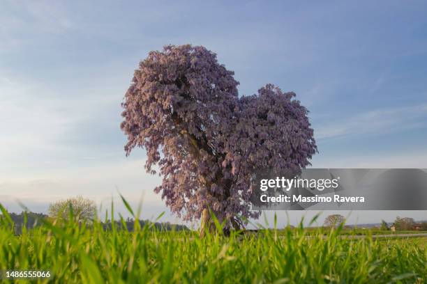 heart-shaped flowering wisteria - wisteria leaves stock pictures, royalty-free photos & images