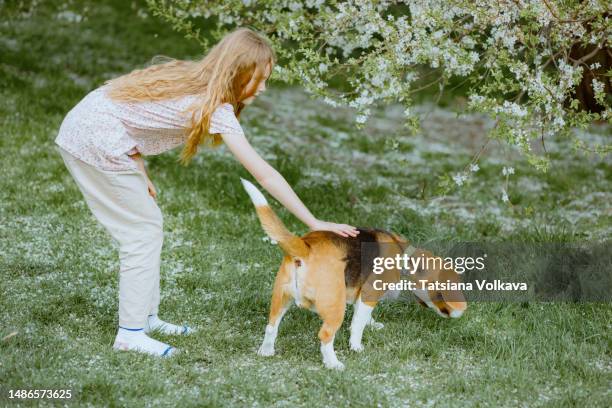 young girl bending and petting beagle sniffing green grass under blooming branches - ginger bush stock pictures, royalty-free photos & images