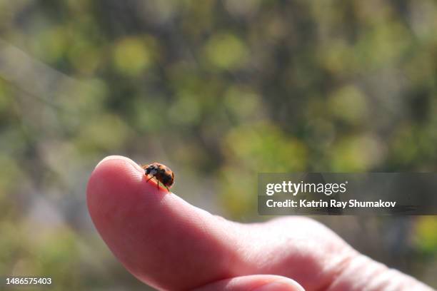 get in touch with nature - inseto imagens e fotografias de stock