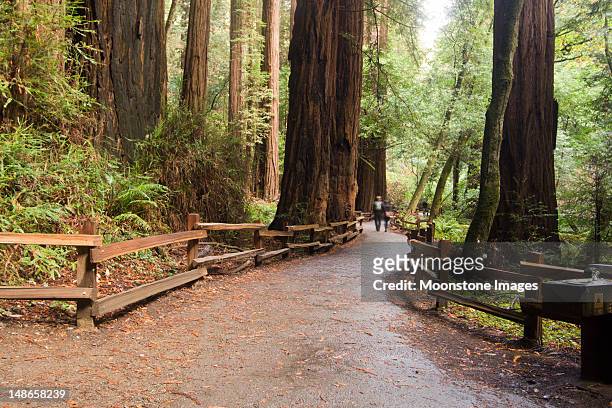 bosque de muir no condado de marin, califórnia - national forest imagens e fotografias de stock