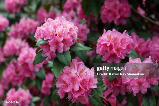 rhododendron beauty of spring - rhododendron garden stock pictures, royalty-free photos & images