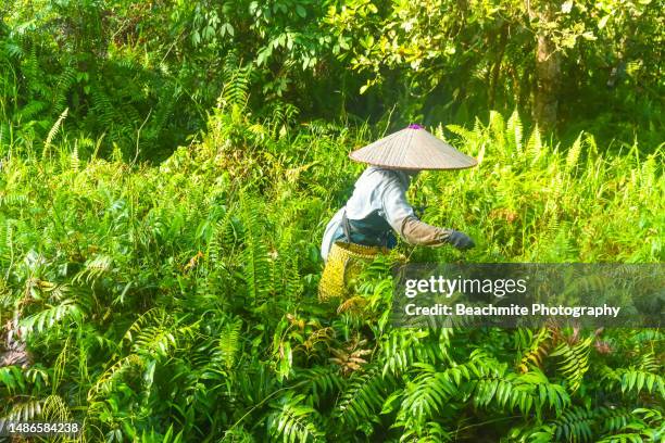 asian woman harvesting edible fern called midin on a sunny morning in sibu, sarawak - fiddlehead stock pictures, royalty-free photos & images