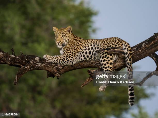 leopard (panthera pardus) resting in a tree in okavango delta - afrikansk leopard bildbanksfoton och bilder