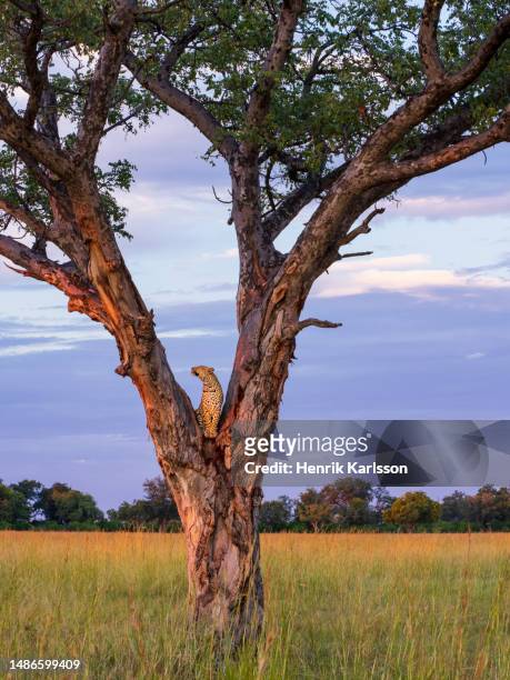 leopard (panthera pardus) sitting in a tree in okavango delta - botswana okavango stock pictures, royalty-free photos & images