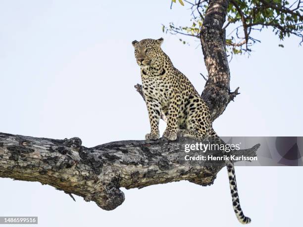 leopard (panthera pardus) sitting in a tree in okavango delta - léopard photos et images de collection