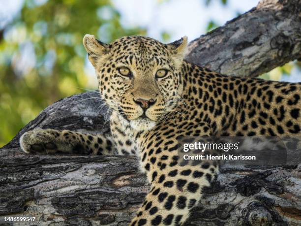 leopard (panthera pardus) resting in a tree in okavango delta - african leopard stock pictures, royalty-free photos & images