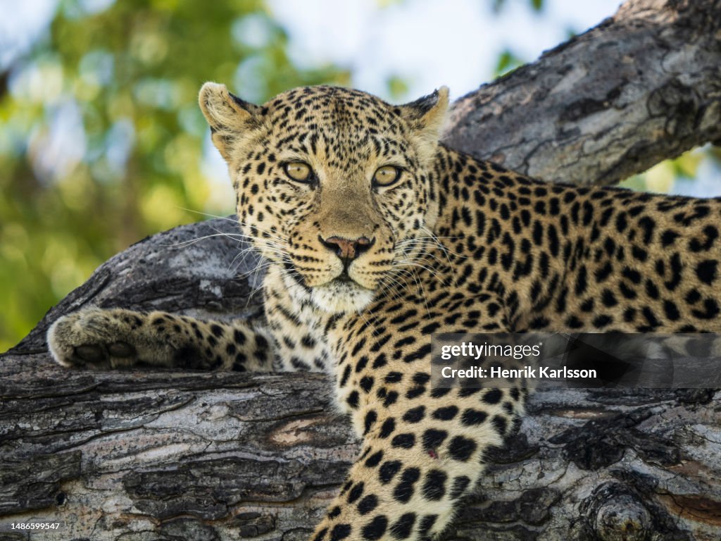 Leopard (Panthera pardus) resting in a tree in Okavango Delta
