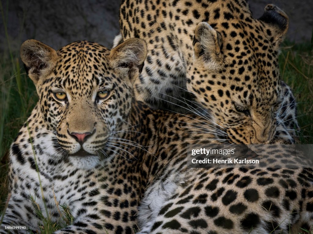 Female leopard and young male Leopard (Panthera pardus) in Okavango Delta