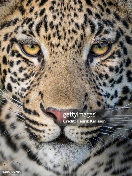 close-up of young male leopard (panthera pardus) in okavango delta - african leopard stock-fotos und bilder